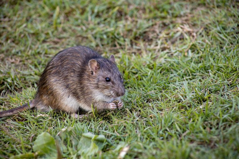 maladies rats