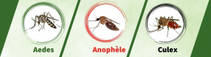 types de moustiques