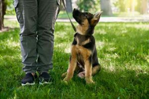 shb-chiens-détecteurs
