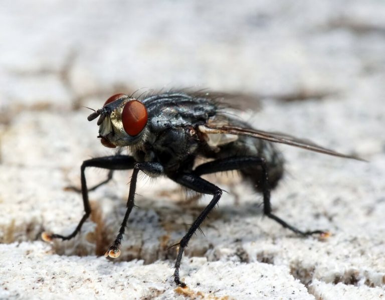 Mouche à viande