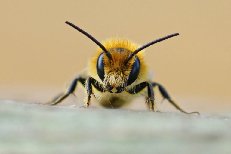 abeilles-tueuses