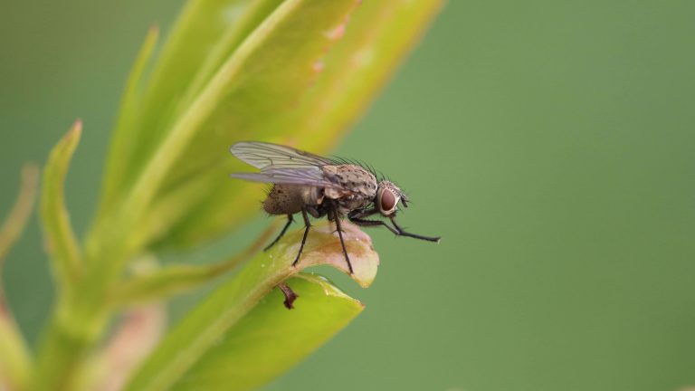 shb-mouche-orientale