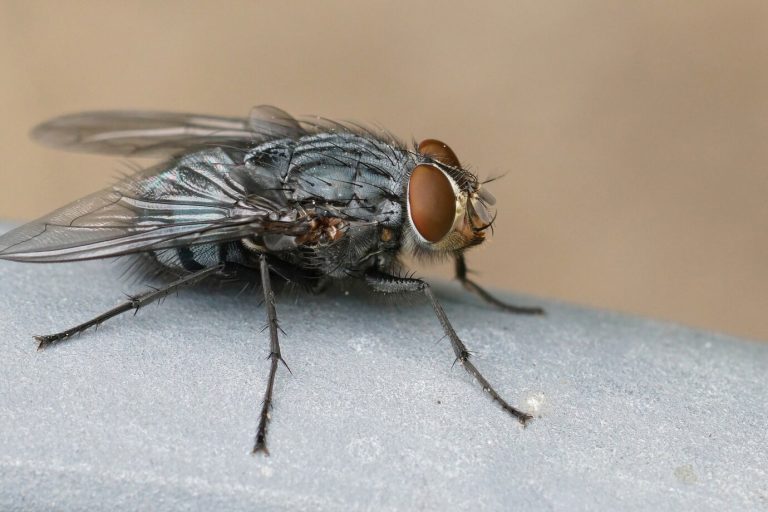 mouche-noire