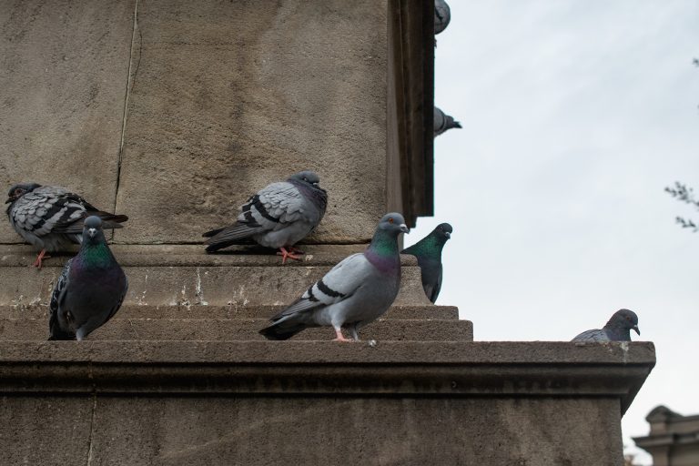 Pigeons en ville