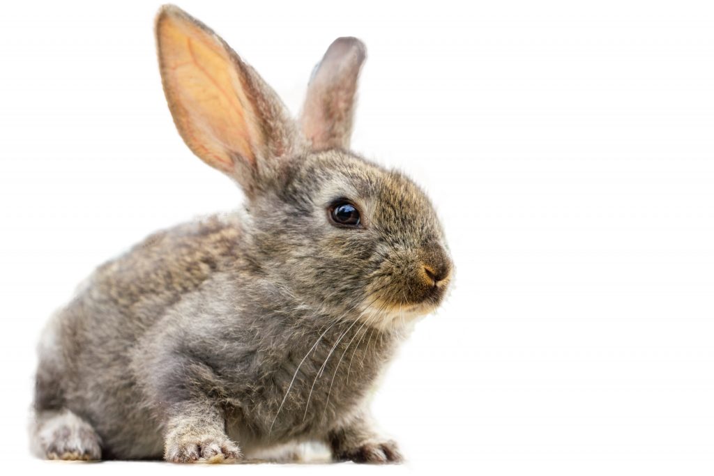 La problématique des lapins de garenne