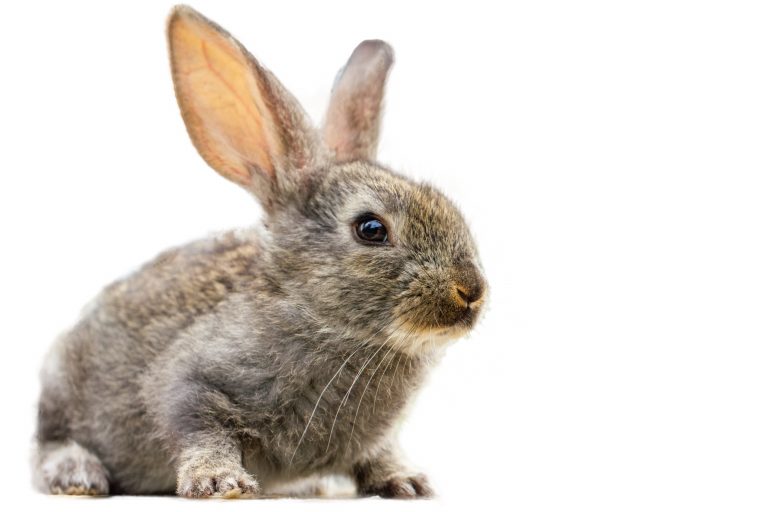La problématique des lapins de garenne