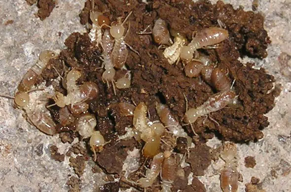 termites