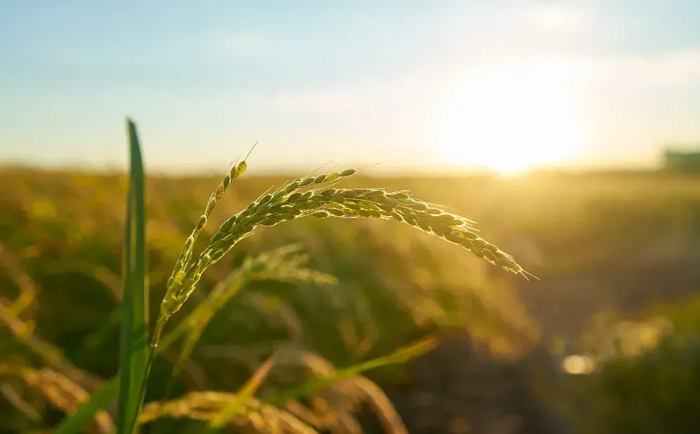 Impact sur l'infrastructure et l'environnement