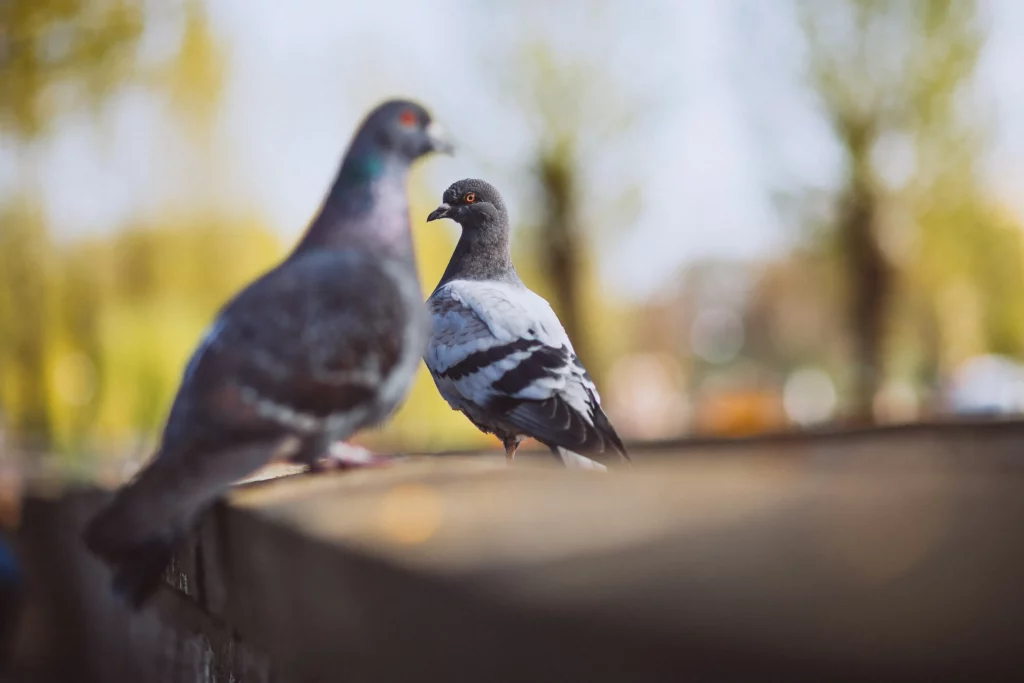 pigeons volatiles