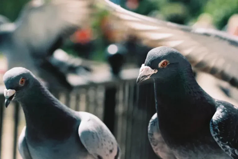 oiseaux nuisibles